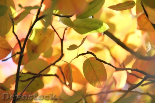 Devostock Autumn Leaves Trees Forest 0