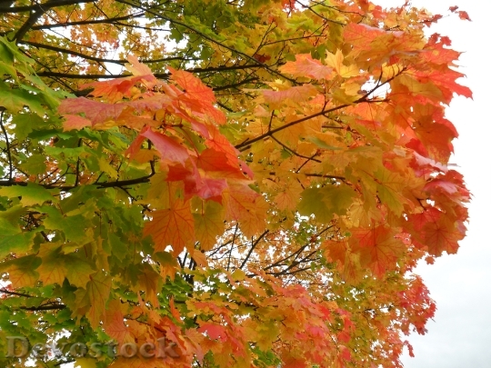 Devostock Autumn Leaves Trees Maple