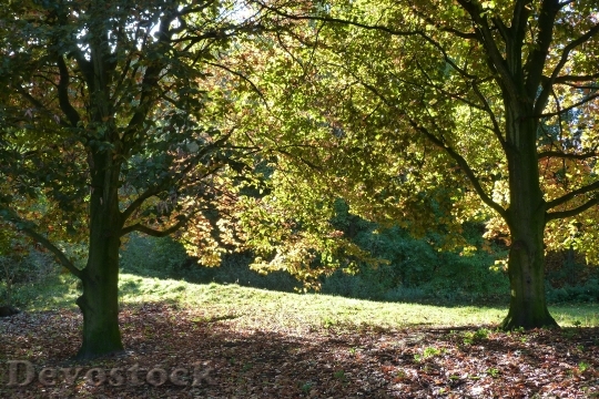 Devostock Autumn Leaves Trees Nature