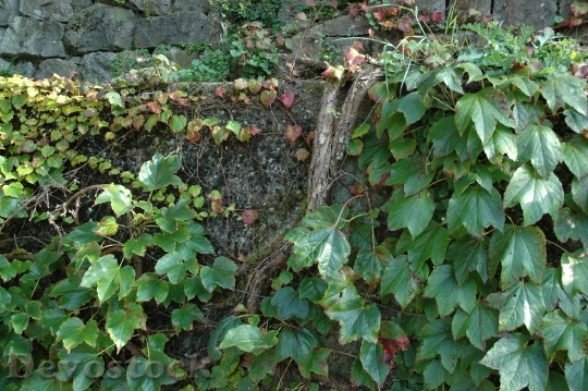 Devostock Autumn Leaves Wall 1689153