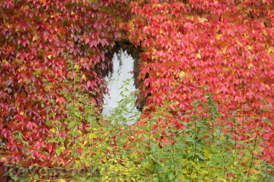 Devostock Autumn Leaves Window 992600