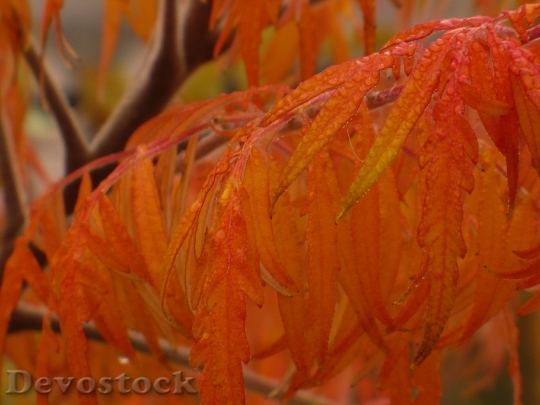 Devostock Autumn Leaves Wood Beech