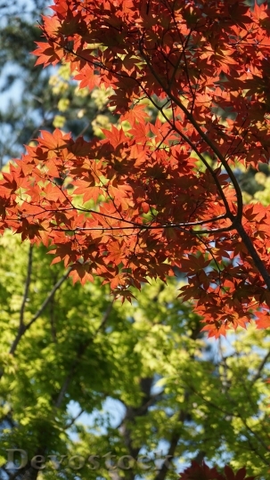 Devostock Autumn Leaves Wood Light