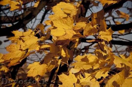 Devostock Autumn Leaves Yellow 257428