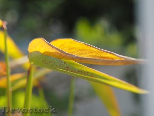 Devostock Autumn Leaves Yellow Green 0