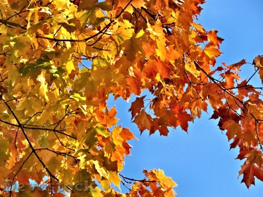 Devostock Autumn Leaves Yellow Orange 1