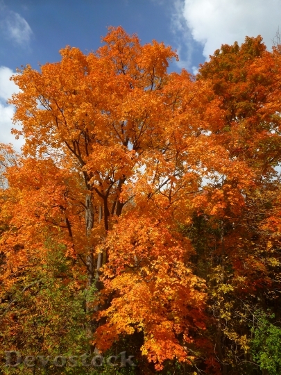 Devostock Autumn Leaves Yellow Orange