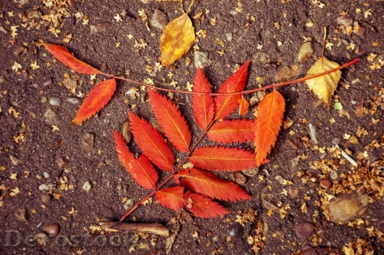 Devostock Autumn Listopad Leaves Sheet