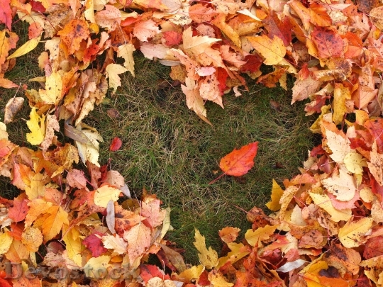 Devostock Autumn Love Heart Fallen