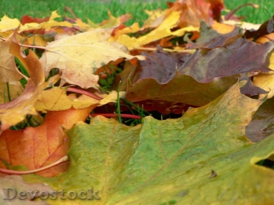 Devostock Autumn Maple