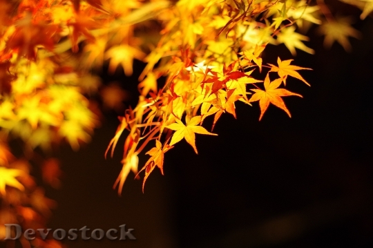 Devostock Autumn Maple Autumnal Leaves