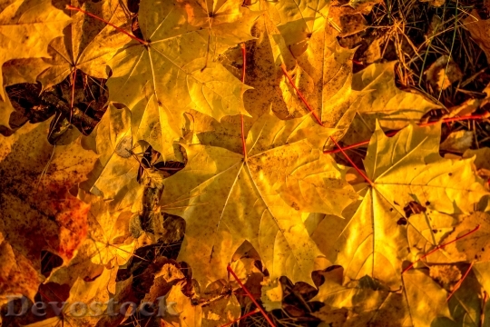 Devostock Autumn Maple Fall Colors