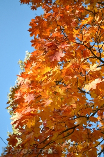 Devostock Autumn Maple Golden Autumn