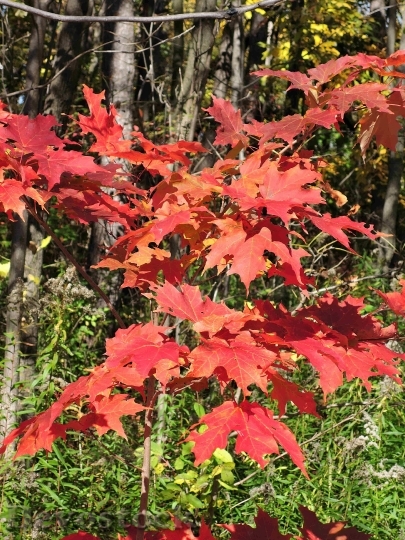 Devostock Autumn Maple Leaves Bright