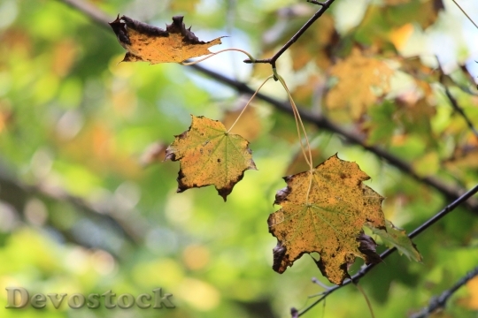 Devostock Autumn Maple Leaves Colorful
