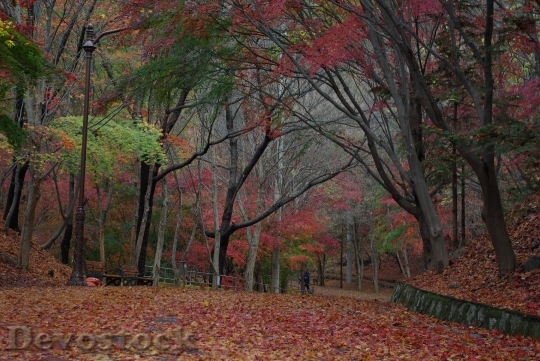 Devostock Autumn Maple Leaves Season