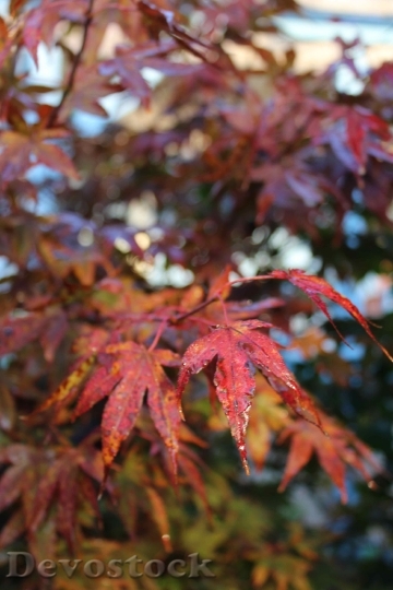 Devostock Autumn Maple Red Leaves