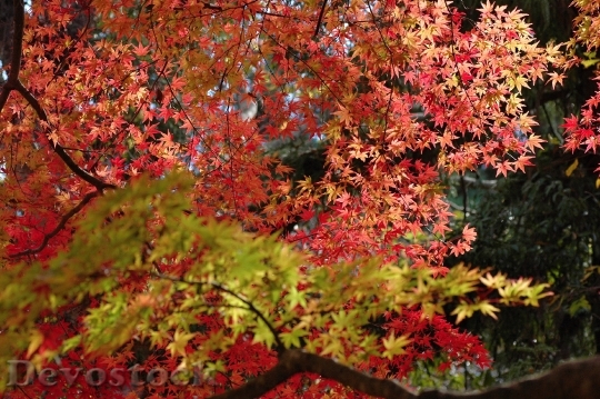 Devostock Autumn Maples Autumnal Leaves