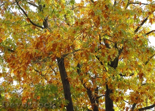 Devostock Autumn Mood Tree Autumn