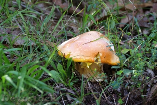Devostock Autumn Mushrooms Fungus Ovolo 0