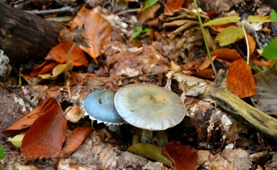 Devostock Autumn Mushrooms Nature Forest