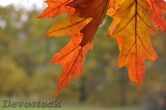 Devostock Autumn Nature Foliage Landscape