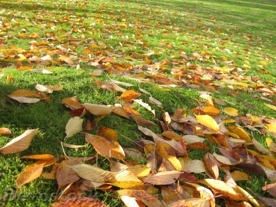 Devostock Autumn Park Leaves 995826