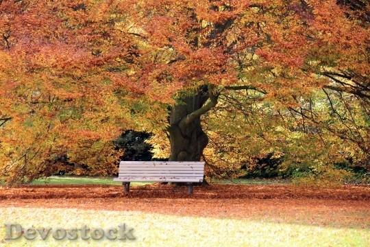 Devostock Autumn Park Leaves Bank