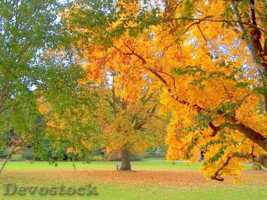 Devostock Autumn Park Tree Fall