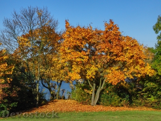 Devostock Autumn Park Trees Leaves 0