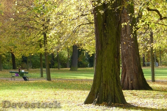 Devostock Autumn Park Trees Leaves