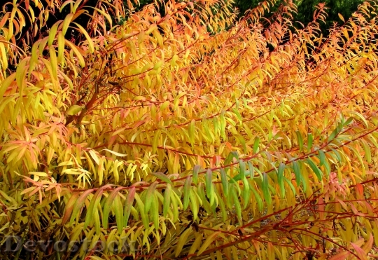 Devostock Autumn Plant Leaves Colorful