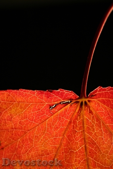 Devostock Autumn Red Leaf Nature