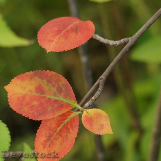 Devostock Autumn Red Leaves Aronia