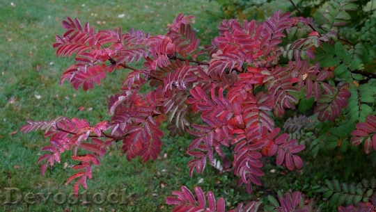 Devostock Autumn Red Leaves Colorful