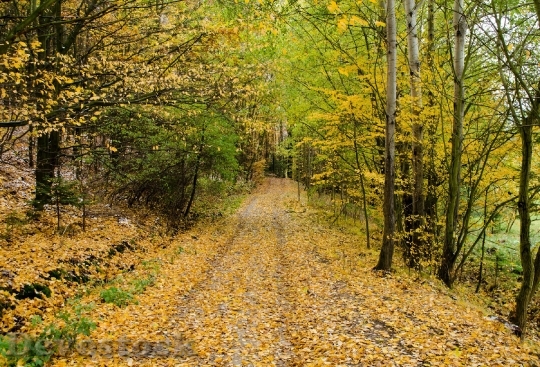 Devostock Autumn Road Forest Path