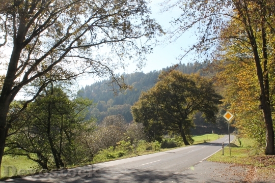 Devostock Autumn Road Trees Avenue
