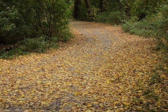 Devostock Autumn Road Twist Fallen