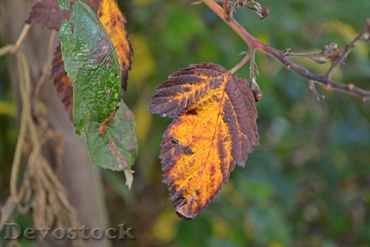 Devostock Autumn Season Leaves Autumn 0