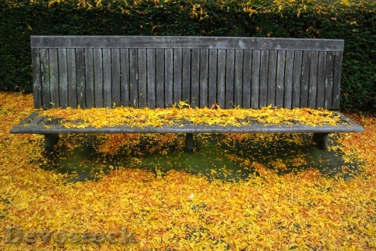 Devostock Autumn Season Leaves Colors 0