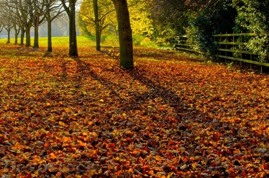 Devostock Autumn Season Leaves Colors 1