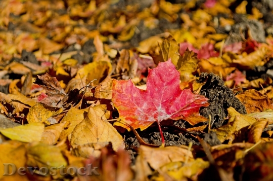 Devostock Autumn Season Leaves Colors 11
