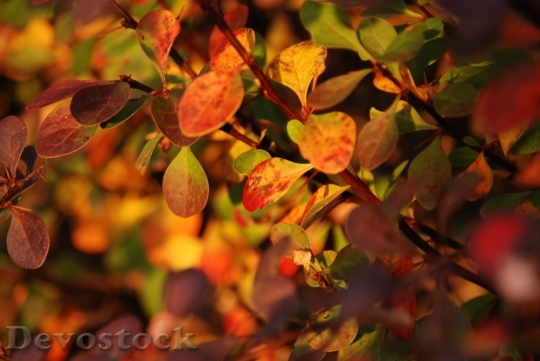 Devostock Autumn Sheet Leaves Yellow
