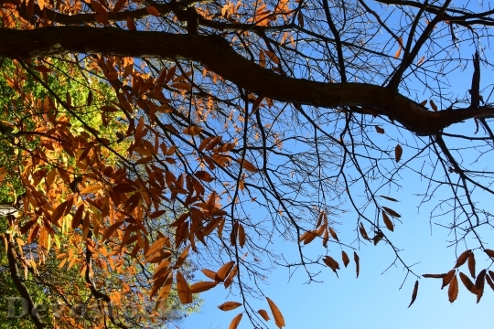 Devostock Autumn Stick Dry Tree