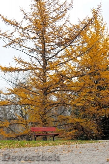 Devostock Autumn Tree Bench Yellow