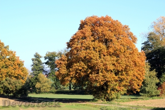 Devostock Autumn Tree Colorful Leaves