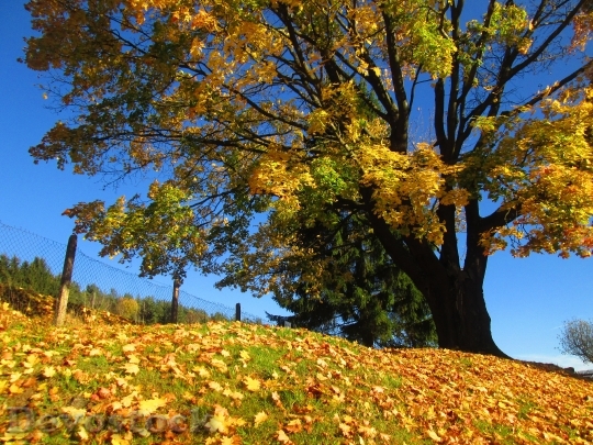 Devostock Autumn Tree Colors Leaves