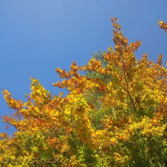 Devostock Autumn Tree Golden Autumn 4