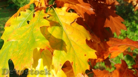 Devostock Autumn Tree Leaves 567554
