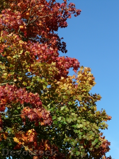 Devostock Autumn Tree Leaves Coloring